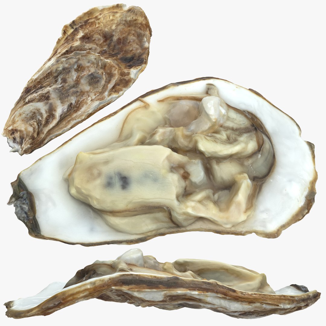 Oyster collections set 3D model https://p.turbosquid.com/ts-thumb/By/6Mu1Pq/Py/po/jpg/1680107519/1920x1080/fit_q87/cd39239fc2363dad19cff31de8179773b90ff62d/po.jpg
