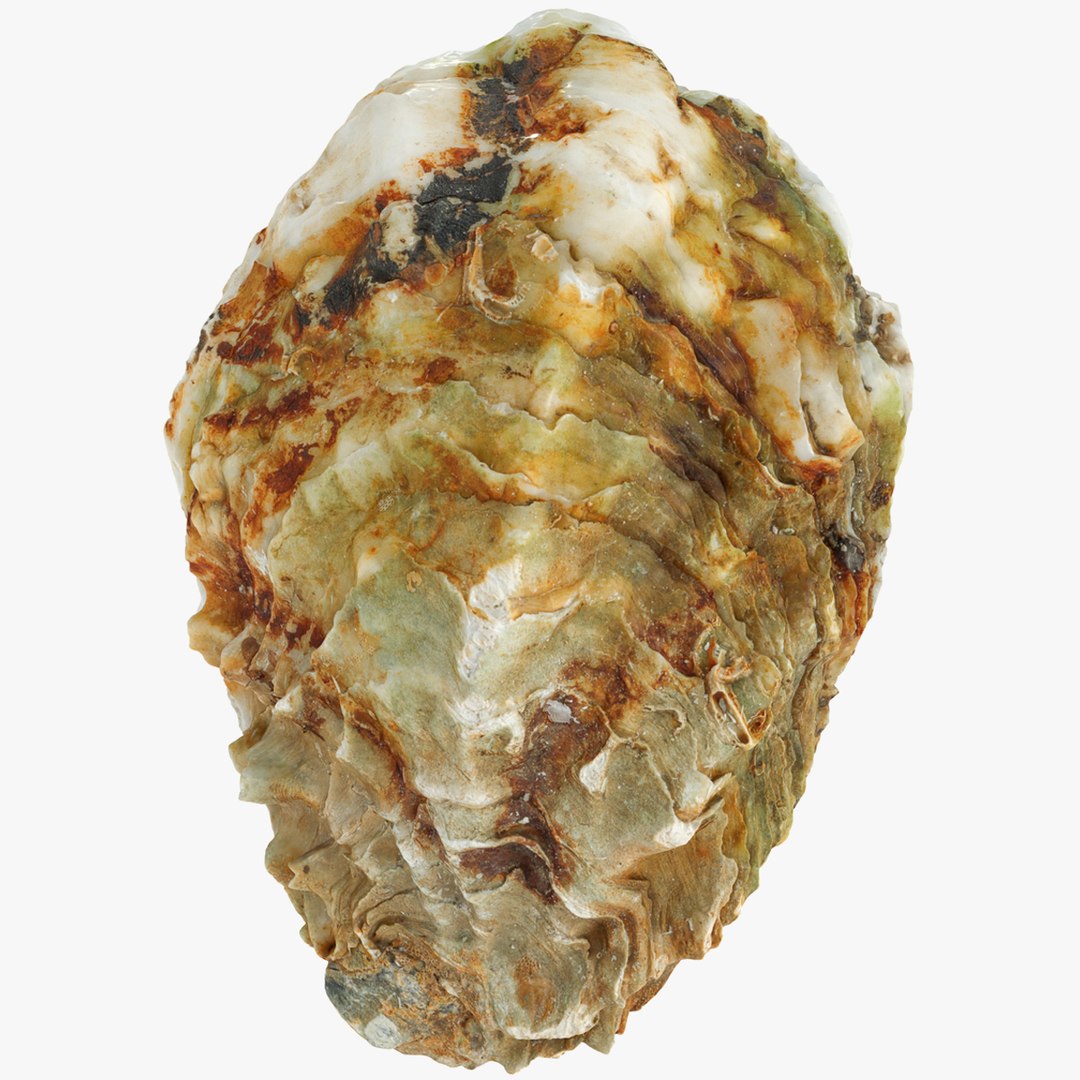 Oyster collections set 3D model https://p.turbosquid.com/ts-thumb/By/6Mu1Pq/SF/p1/jpg/1680107458/1920x1080/fit_q87/dd9eaf6ef3cbecdc0b903ba523e8e0257e6a08b6/p1.jpg