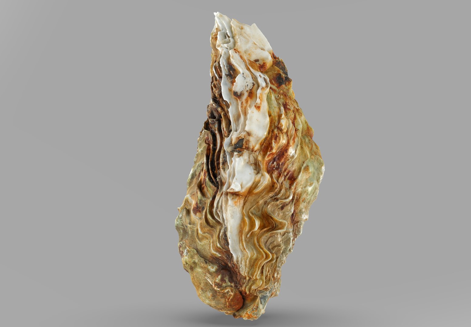 Oyster collections set 3D model https://p.turbosquid.com/ts-thumb/By/6Mu1Pq/ZU/1.236789/jpg/1680107369/1920x1080/fit_q87/c25f7555c0514ae892bc49bf6d8eb87f1cb85c89/1.236789.jpg