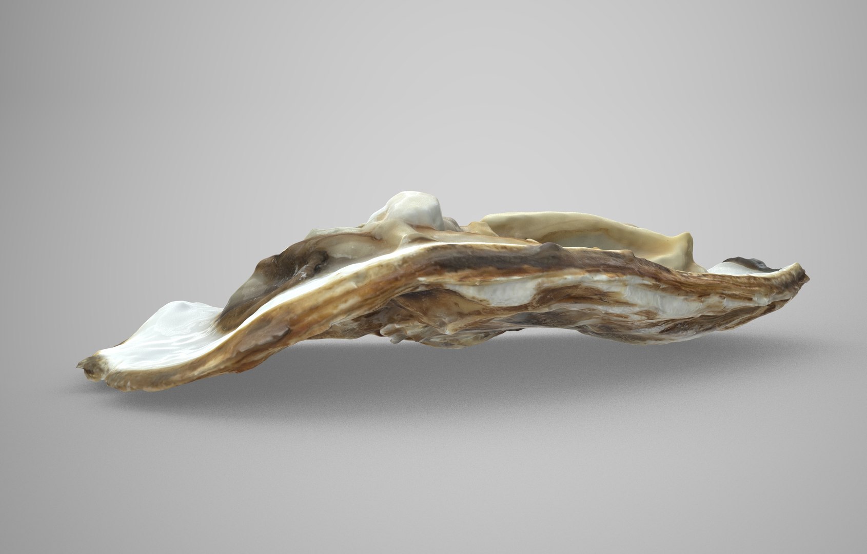 Oyster collections set 3D model https://p.turbosquid.com/ts-thumb/By/6Mu1Pq/aG/oyster_open.6/jpg/1680107507/1920x1080/fit_q87/467636a2b61921f06237b3dc5494e906caff0fe9/oyster_open.6.jpg