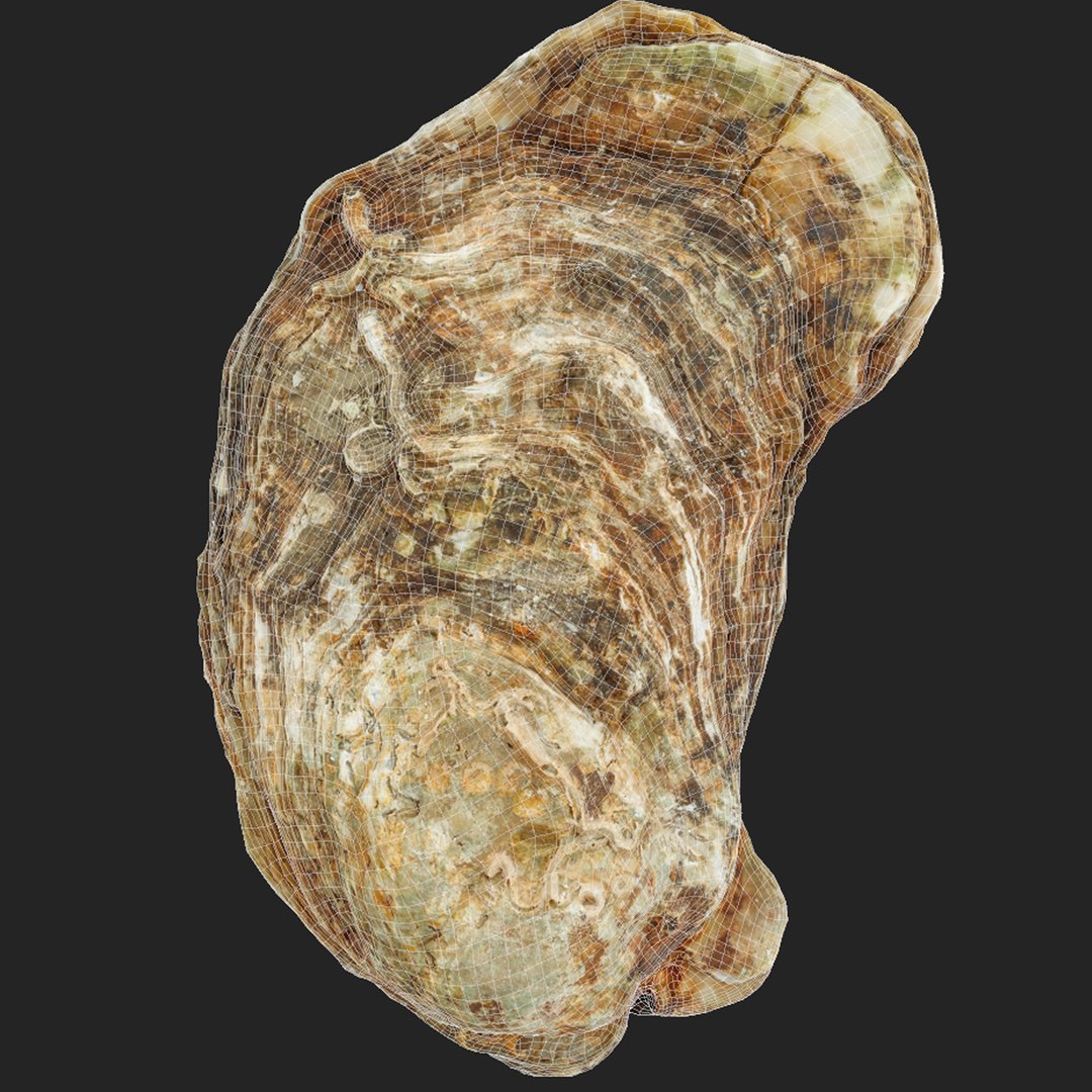 Oyster collections set 3D model https://p.turbosquid.com/ts-thumb/By/6Mu1Pq/eX/wr2/jpg/1680107439/1920x1080/fit_q87/61e259d579ae94cd63243b126ecd8f7d9feff6b9/wr2.jpg