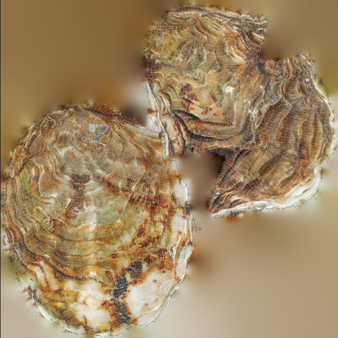 Oyster collections set 3D model https://p.turbosquid.com/ts-thumb/By/6Mu1Pq/rh/uv/jpg/1680107376/1920x1080/fit_q87/7f1b27eb74cdebb3f991f1fc9dce87c973a4435a/uv.jpg