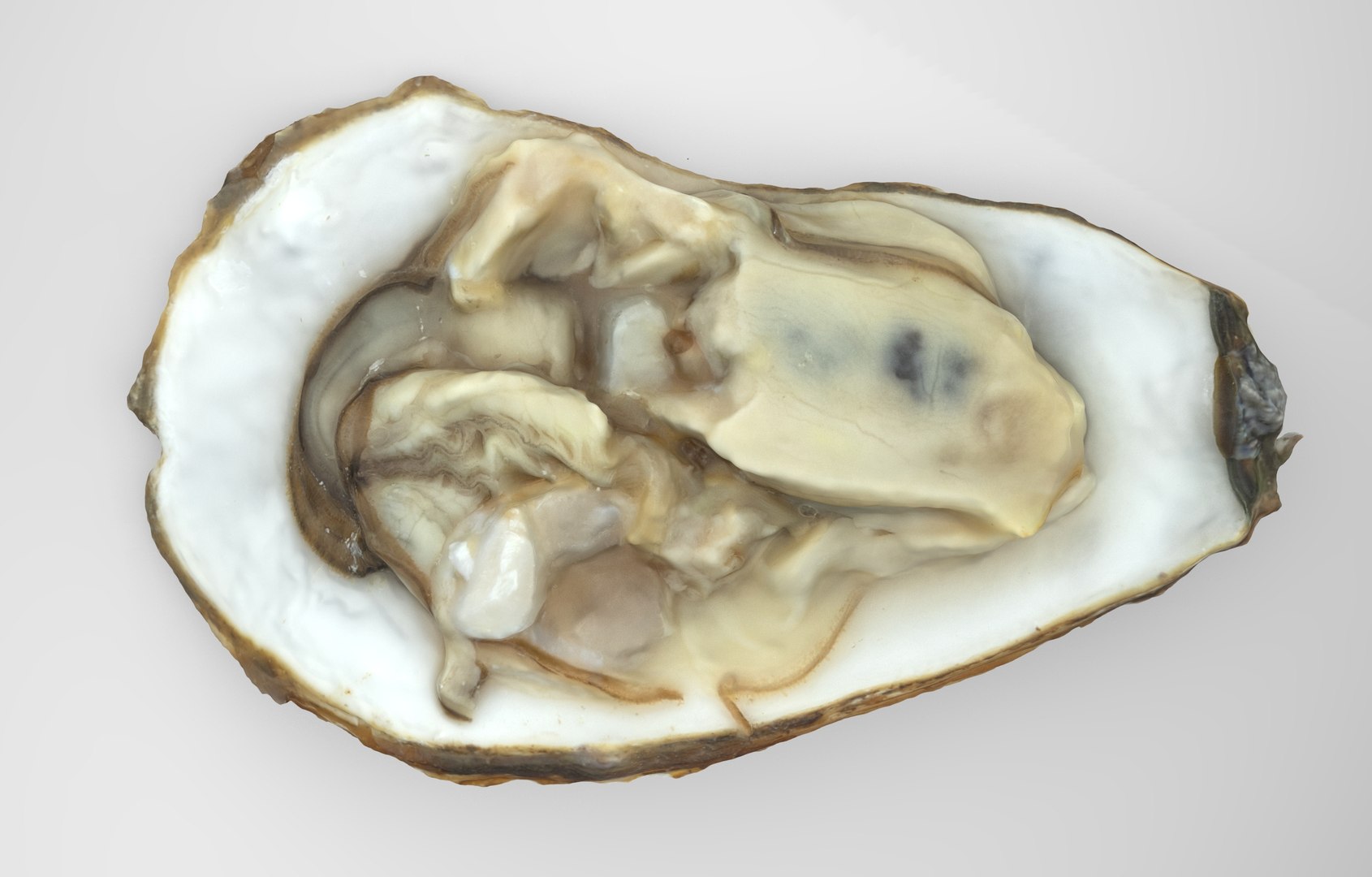 Oyster collections set 3D model https://p.turbosquid.com/ts-thumb/By/6Mu1Pq/yk/oyster_open.4/jpg/1680107507/1920x1080/fit_q87/c8683b74fc7bebf316af51bba535b64075b942a1/oyster_open.4.jpg