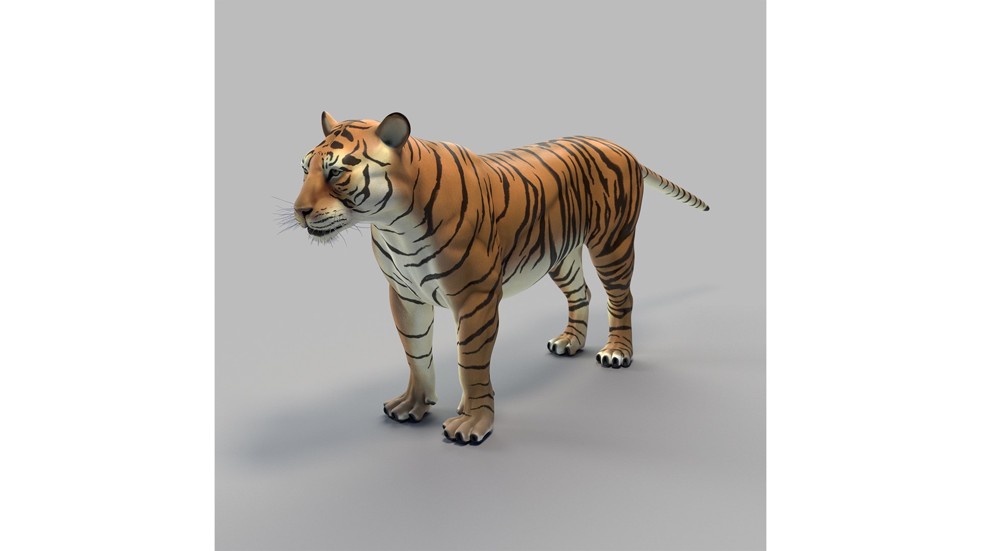 Bengal Tiger 3D Animal Model