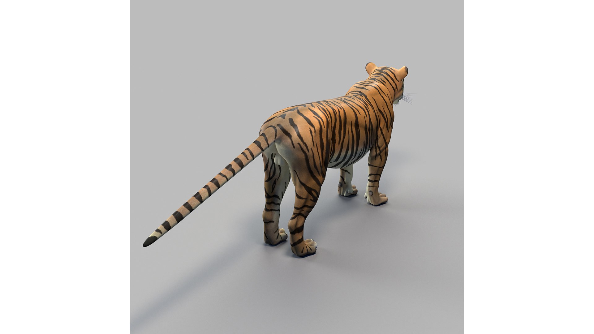 Bengal Tiger 3D Model Rigged and Low Poly Game ready - Team 3d Yard