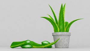 vera aloe plant model