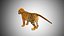 baby lion tiger 3D