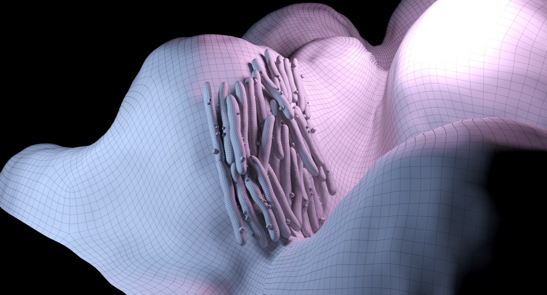 3D Mycobacterium Tuberculosis Model - TurboSquid 1324702