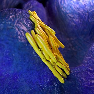 Mycobacterium tuberculosis