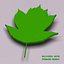 Wild service tree leaf (Sorbus torminalis)