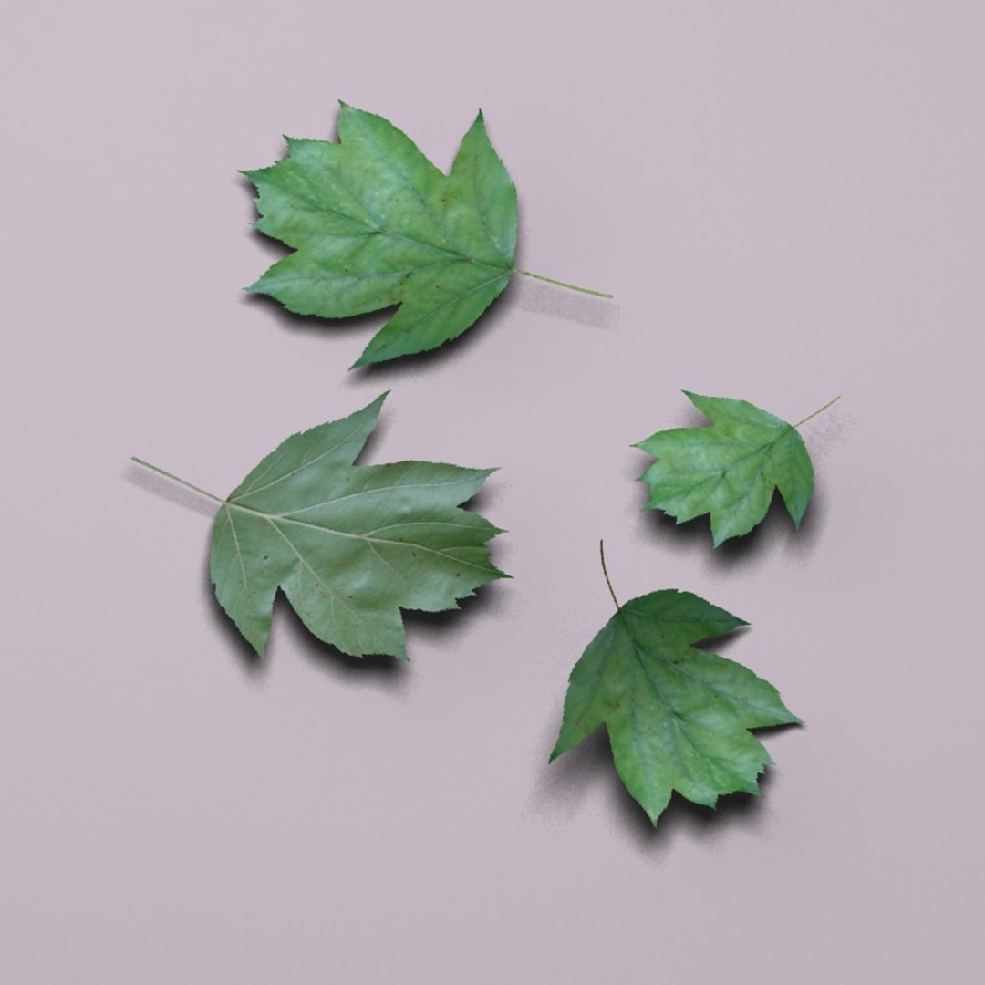 3d model wild service tree sorbus https://p.turbosquid.com/ts-thumb/By/Qixn9f/BlfqGQQx/wildservicetreeleafgroup/jpg/1405525663/1920x1080/fit_q87/72abe21a4afef14d77b9c8db993a7bead8288933/wildservicetreeleafgroup.jpg