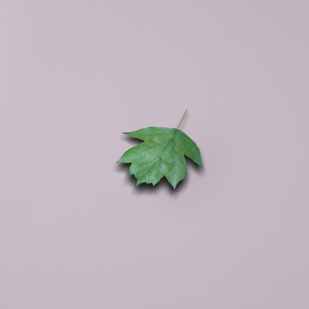 3d model wild service tree sorbus https://p.turbosquid.com/ts-thumb/By/Qixn9f/H83T7SsP/wildservicetreeleaf10/jpg/1405525663/1920x1080/fit_q87/83fe98418f4c1b05cd0acfa8fcc4f3fbe4f33792/wildservicetreeleaf10.jpg