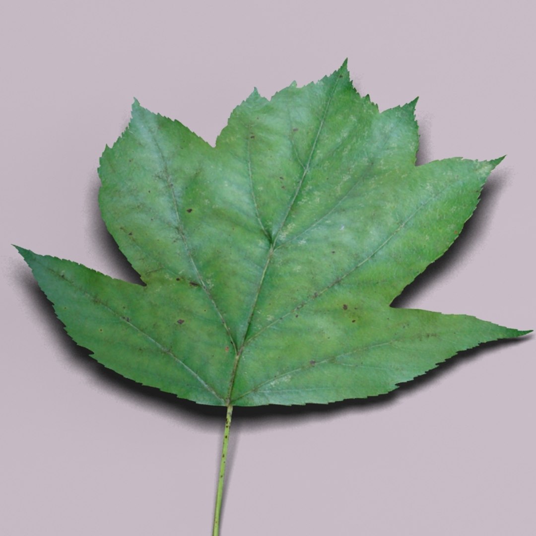 3d model wild service tree sorbus https://p.turbosquid.com/ts-thumb/By/Qixn9f/TQqRfsJB/wildservicetreeleaf4/jpg/1405525662/1920x1080/fit_q87/43c831dcf965509c1a06195343d0d70157bb7842/wildservicetreeleaf4.jpg