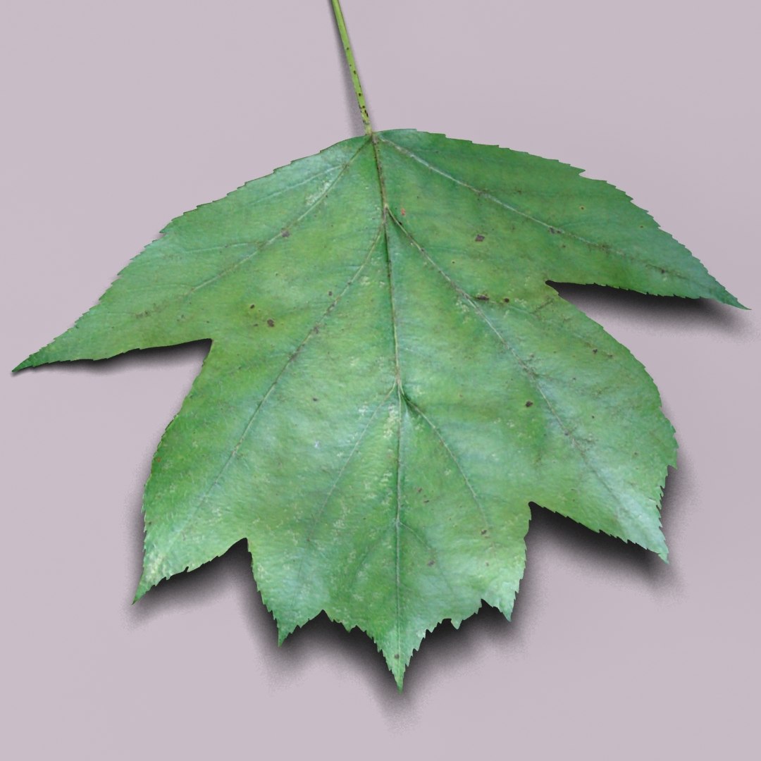 3d model wild service tree sorbus https://p.turbosquid.com/ts-thumb/By/Qixn9f/UHd3N7H8/wildservicetreeleafbig2/jpg/1405525663/1920x1080/fit_q87/340d0660ef7e7f651a14dbcd0a54e7036a3ee48c/wildservicetreeleafbig2.jpg