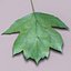 Wild service tree leaf (Sorbus torminalis)