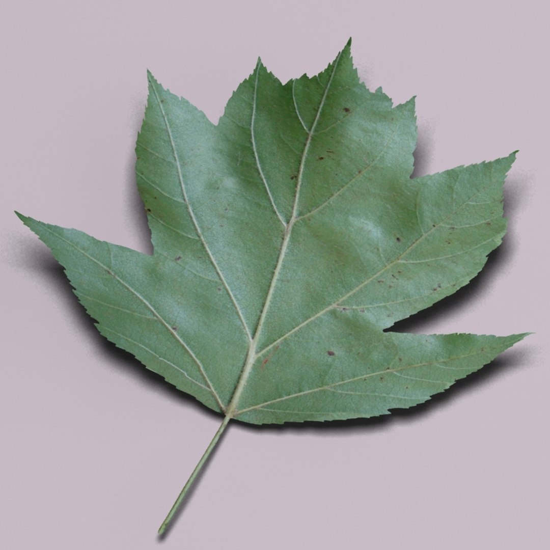 3d model wild service tree sorbus https://p.turbosquid.com/ts-thumb/By/Qixn9f/UYowrFHt/wildservicetreeleaf7/jpg/1405525662/1920x1080/fit_q87/b15fed9d39eb1cf61e72f2b7030d4c975d8ebbab/wildservicetreeleaf7.jpg