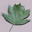 Wild service tree leaf (Sorbus torminalis)