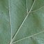 Wild service tree leaf (Sorbus torminalis)
