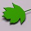 Wild service tree leaf (Sorbus torminalis)