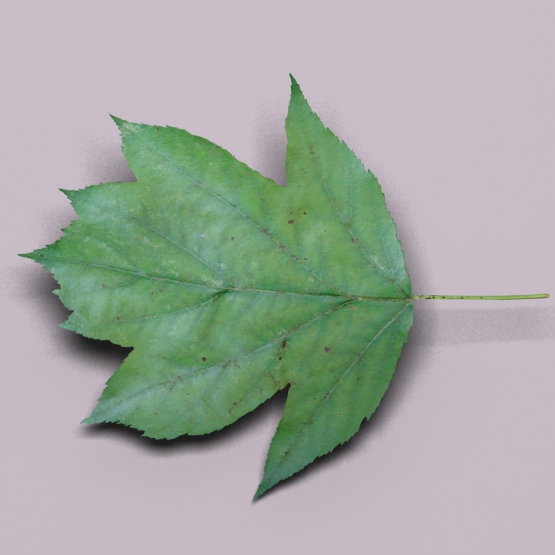 3d model wild service tree sorbus https://p.turbosquid.com/ts-thumb/By/Qixn9f/hcRZfmqq/wildservicetreeleaf2/jpg/1405525662/1920x1080/fit_q87/b29601ea9e208caa03d8ef2d907eb8b020b133dd/wildservicetreeleaf2.jpg