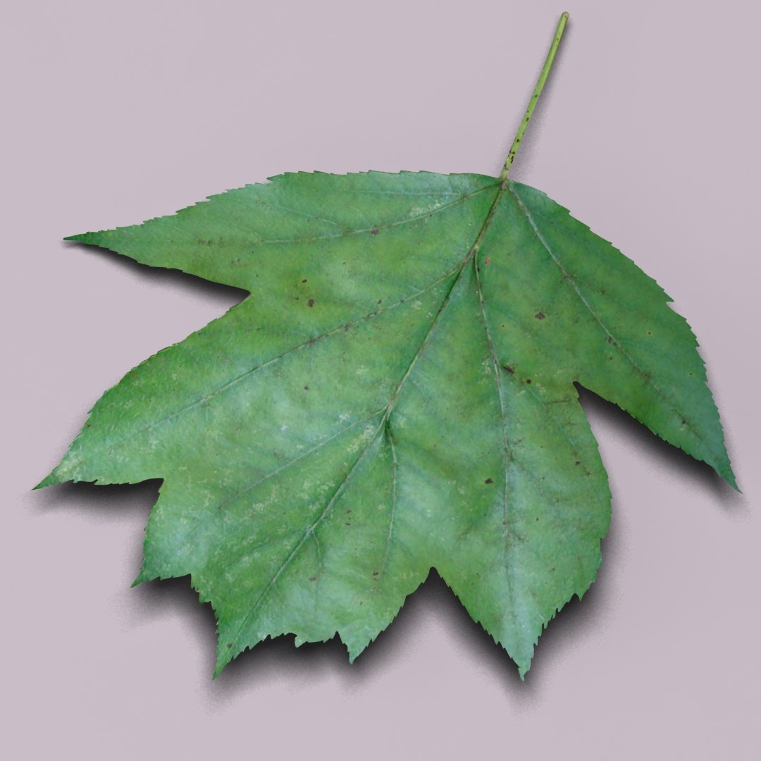 3d model wild service tree sorbus https://p.turbosquid.com/ts-thumb/By/Qixn9f/nEKmJtbT/wildservicetreeleafbig/jpg/1405525663/1920x1080/fit_q87/6238660e513d479a8b3abb20f8dca989a7460638/wildservicetreeleafbig.jpg
