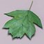 Wild service tree leaf (Sorbus torminalis)