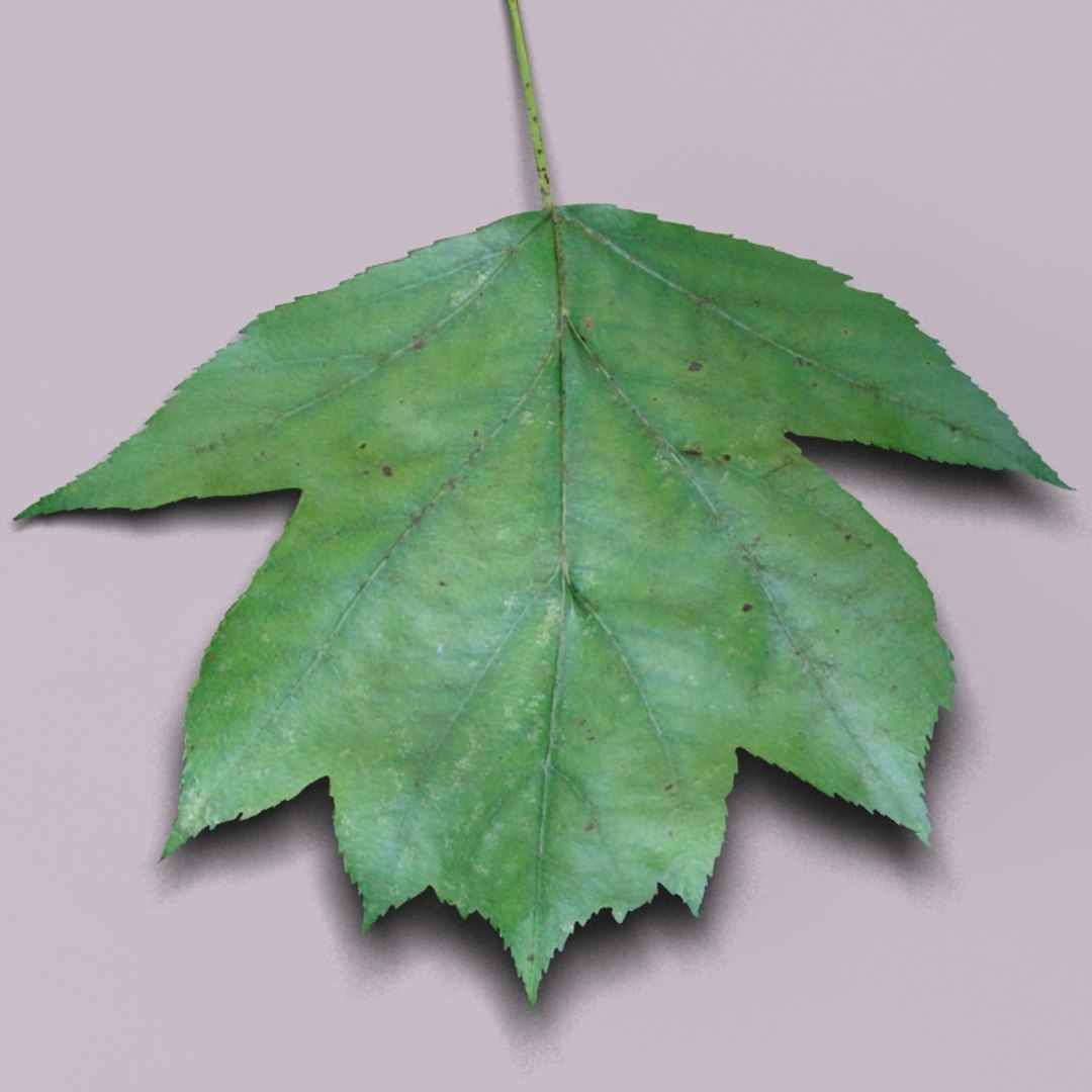 3d model wild service tree sorbus https://p.turbosquid.com/ts-thumb/By/Qixn9f/tklOpXEA/wildservicetreeleaf6/jpg/1405525662/1920x1080/fit_q87/e7b77b4d380fc2485ac5986f529e11a1585e369b/wildservicetreeleaf6.jpg