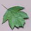 Wild service tree leaf (Sorbus torminalis)