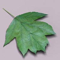 Wild service tree leaf (Sorbus torminalis)