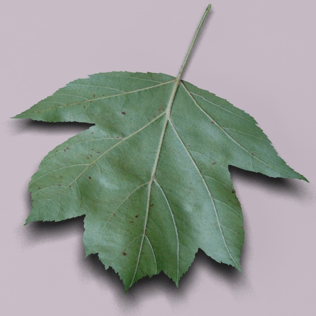 3d model wild service tree sorbus https://p.turbosquid.com/ts-thumb/By/Qixn9f/xJ6lVIcv/wildservicetreeleaf8/jpg/1405525663/1920x1080/fit_q87/5b7df96601298c19d2ed89579b96fda9e7cf0a99/wildservicetreeleaf8.jpg