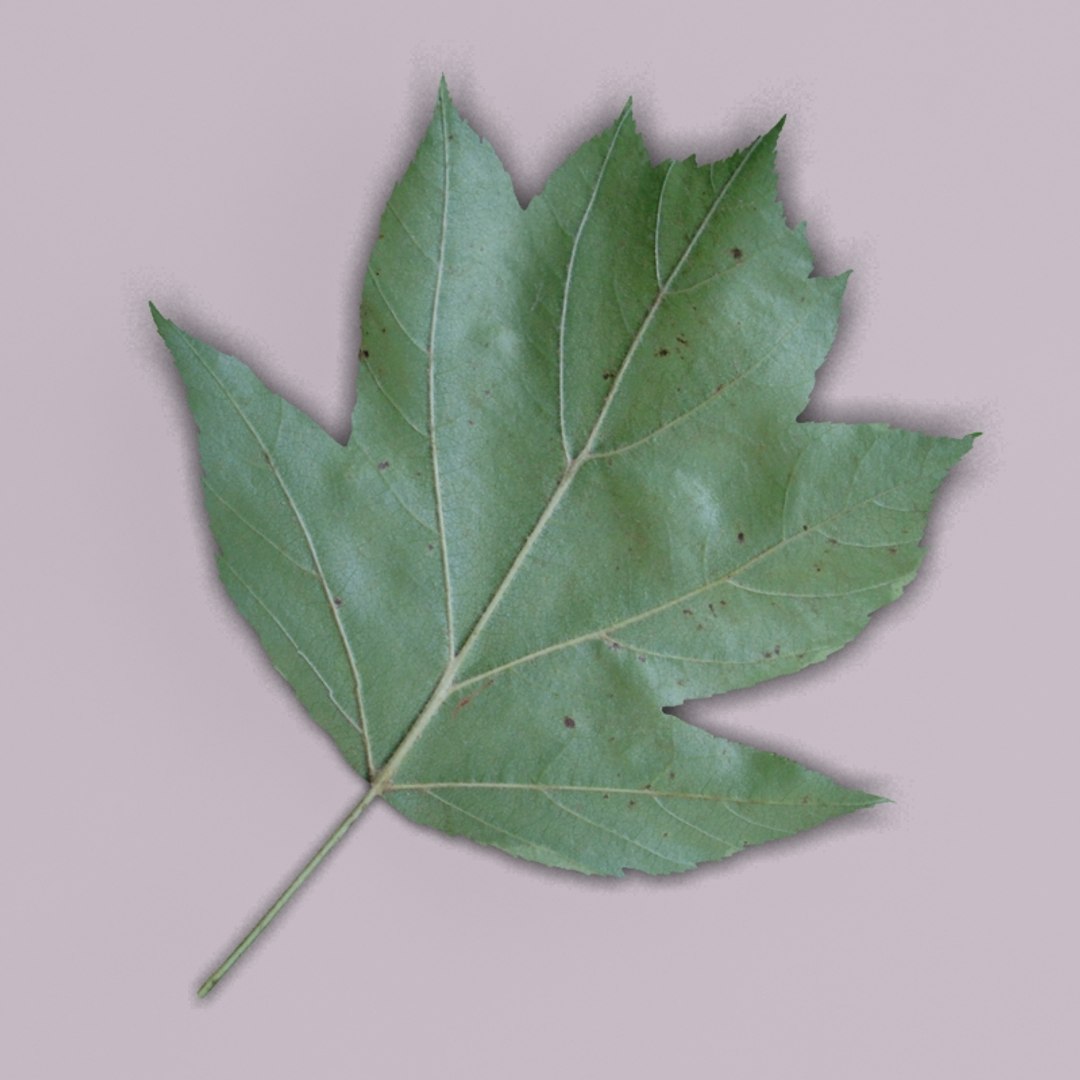 3d model wild service tree sorbus https://p.turbosquid.com/ts-thumb/By/Qixn9f/yesz8ttc/wildservicetreeleaf9/jpg/1405525663/1920x1080/fit_q87/ef4b0026e13f1fc43d8ab54555508f457d9f2dfd/wildservicetreeleaf9.jpg