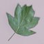 Wild service tree leaf (Sorbus torminalis)
