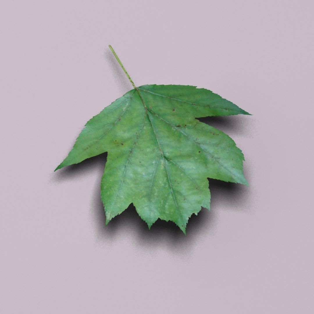 3d model wild service tree sorbus https://p.turbosquid.com/ts-thumb/By/Qixn9f/zWOUl1NX/wildservicetreeleaf11/jpg/1405525663/1920x1080/fit_q87/eef1c16411a2a9727e8927c208dbcf69b75d203b/wildservicetreeleaf11.jpg