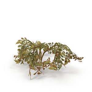 Withered potato tuber 2