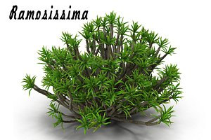 3d aloe ramosissima model