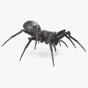 Black Wolf Spider Rigged for Cinema 4D