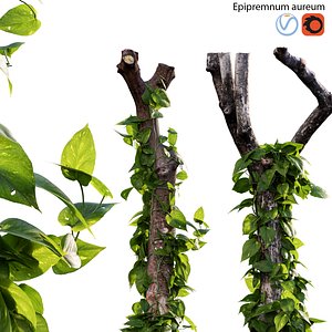3D Epipremnum aureum 04