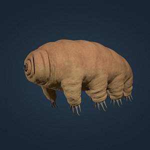 Tardigrade - Microscopic Water Bear - Moss Piglet