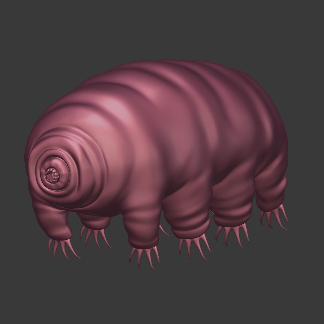 Microscopic bear 3D model - TurboSquid 1421042