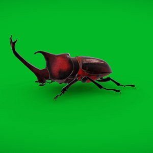 Rhinoceros Beetle 3D