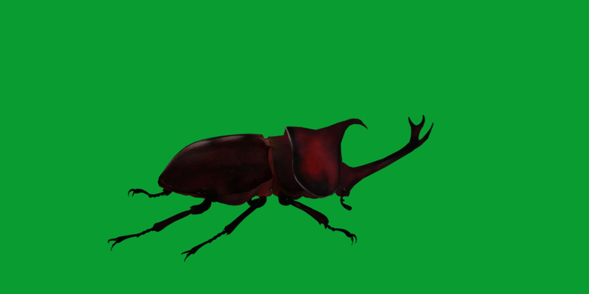 Rhinoceros Beetle 3D https://p.turbosquid.com/ts-thumb/By/vTnqlk/PD/beetle17/png/1742484783/1920x1080/fit_q87/26615f9b20a199f4d0ef35ef8242f464b3db2b53/beetle17.jpg