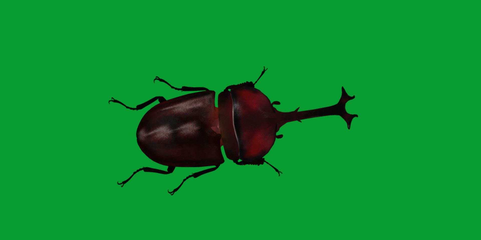 Rhinoceros Beetle 3D https://p.turbosquid.com/ts-thumb/By/vTnqlk/ZK/beetle16/png/1742484782/1920x1080/fit_q87/14539199685cafc0896c15b2d2420dbd0bf6c236/beetle16.jpg