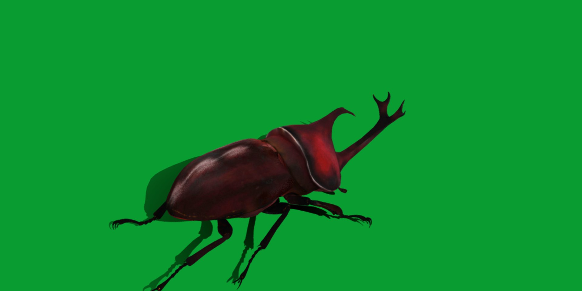 Rhinoceros Beetle 3D https://p.turbosquid.com/ts-thumb/By/vTnqlk/cG/beetle12/png/1742484780/1920x1080/fit_q87/1e0bc7847e3c5e1f431226c30b759bbac33abefd/beetle12.jpg