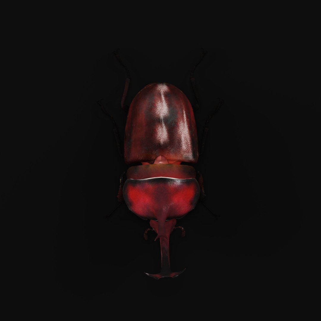 Rhinoceros Beetle 3D https://p.turbosquid.com/ts-thumb/By/vTnqlk/wh/rhinocerosbeetlearmature_0002/jpg/1742484772/1920x1080/fit_q87/635e2dca6f55bf77f4cccba0c8b2a17aa84ede26/rhinocerosbeetlearmature_0002.jpg