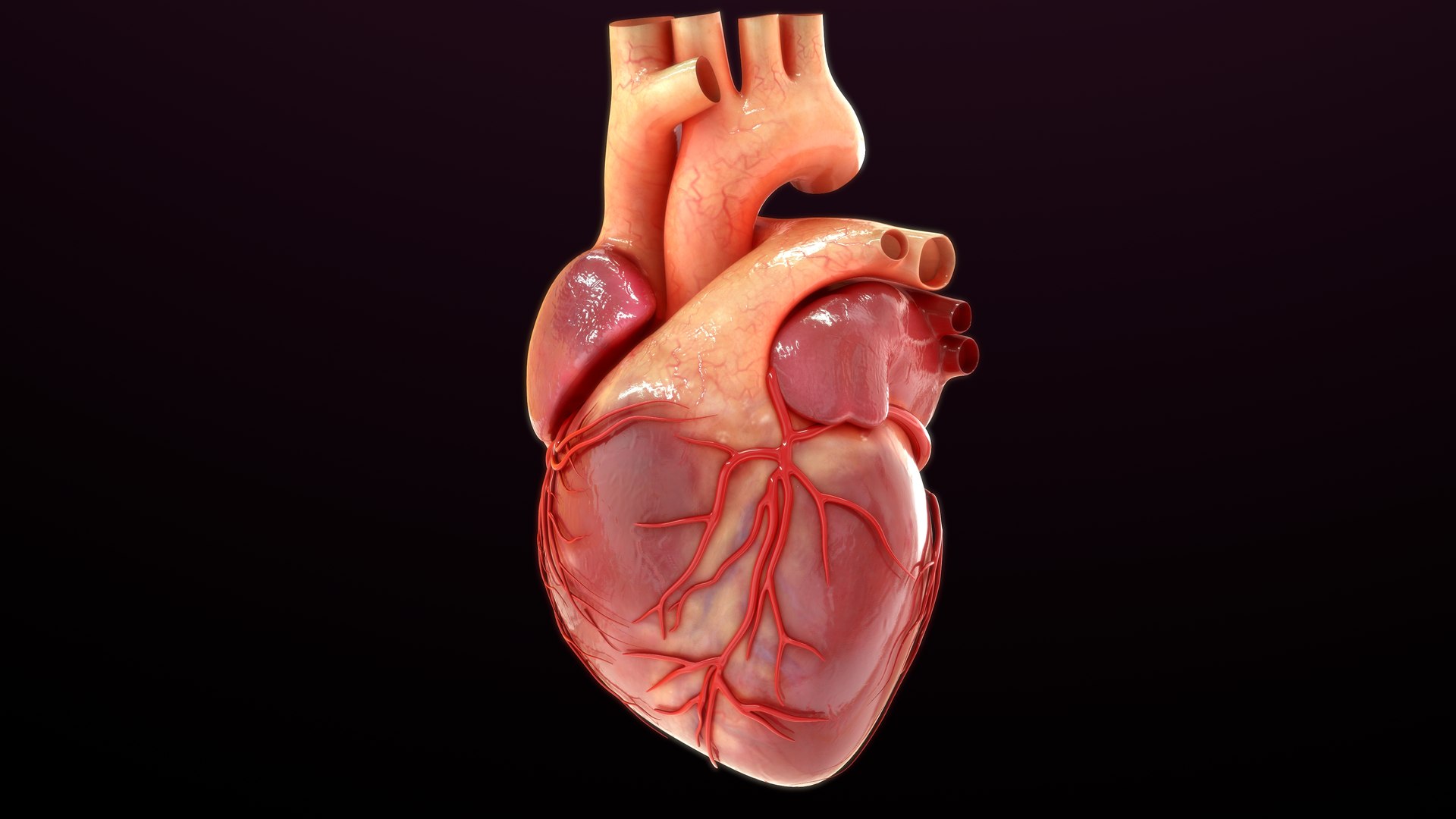 Human Heart 3D Model - TurboSquid 1863120