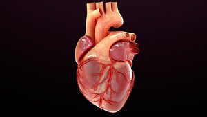 Human Heart 3D model