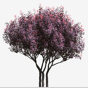 Set of Loropetalum Chinense or Chinese fringe Plant - 3 Plants 3D model