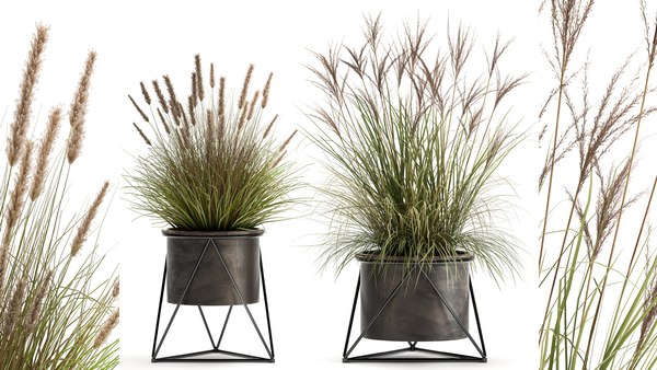 Reeds in a rusty Flowerpot for the interior 980 3D - TurboSquid 1736027