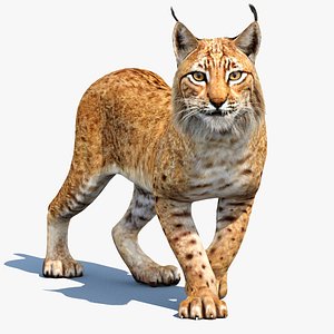 Animated Eurasian Lynx