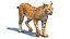 3ds lynx eurasian rigging animation